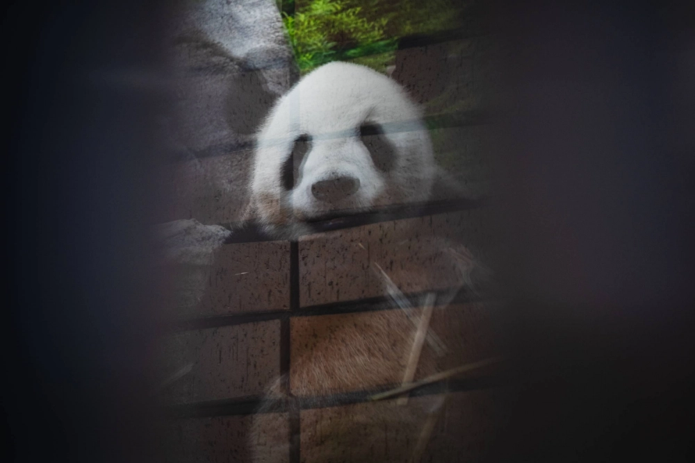The reflection of one of Ueno Zoo’s twin pandas is seen at their enclosure. The animals’ popularity has prompted concern among local businesses that their departure could hurt foot traffic in surrounding neighborhoods.