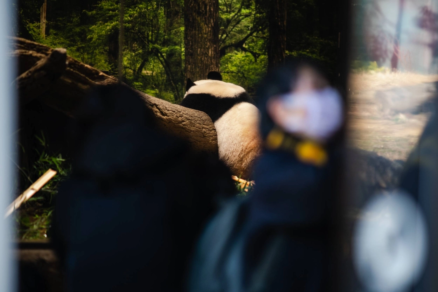 Мирное и игривое существование гигантской панды помогает им быть инструментами в арсенале мягкой силы Китая. Мирное и игривое существование гигантской панды помогает им быть инструментами в арсенале мягкой силы Китая.