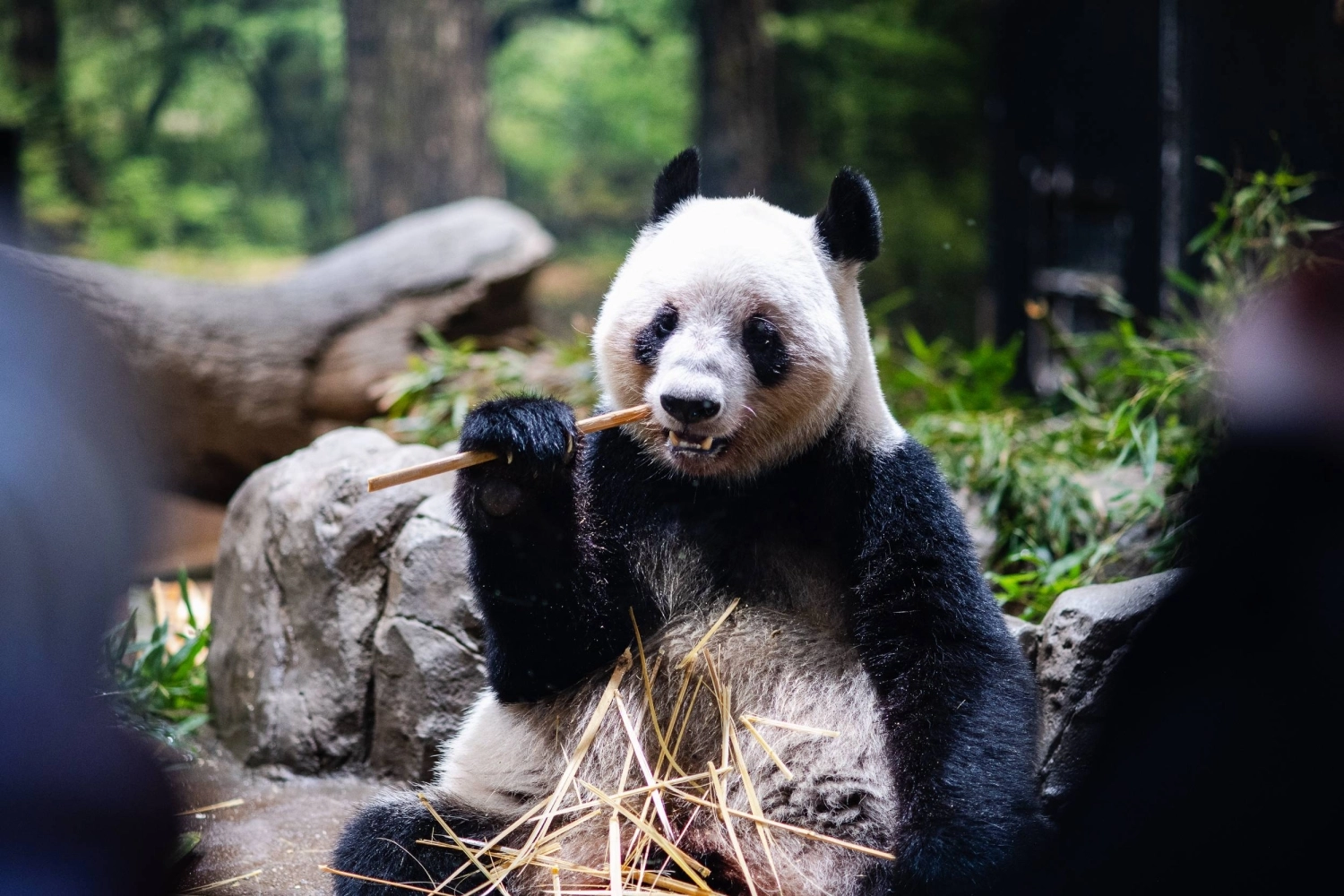 Панды в неволе проводят большую часть времени, играя, спя и едя бамбук. Панды в неволе проводят большую часть времени, играя, спя и едя бамбук.