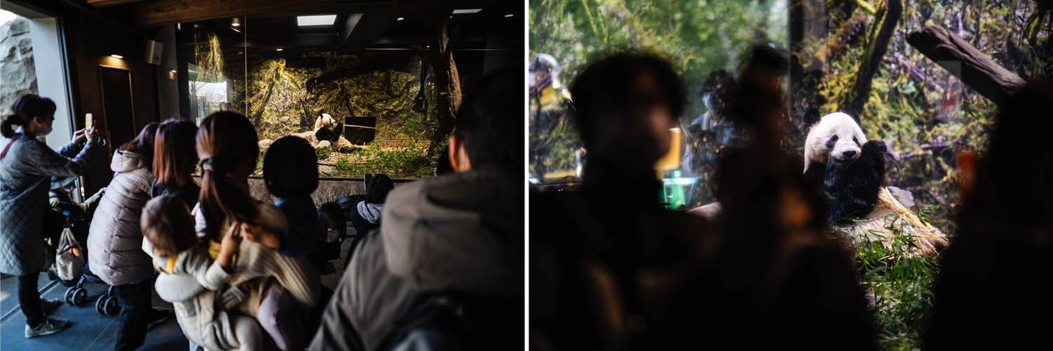 Близнецы-гигантские панды Сяо Сяо и Лэй Лэй родились в зоопарке Уэно 23 июня 2021 года и должны отправиться в Китай в конце месяца. Близнецы-гигантские панды Сяо Сяо и Лэй Лэй родились в зоопарке Уэно 23 июня 2021 года и должны отправиться в Китай в конце месяца.