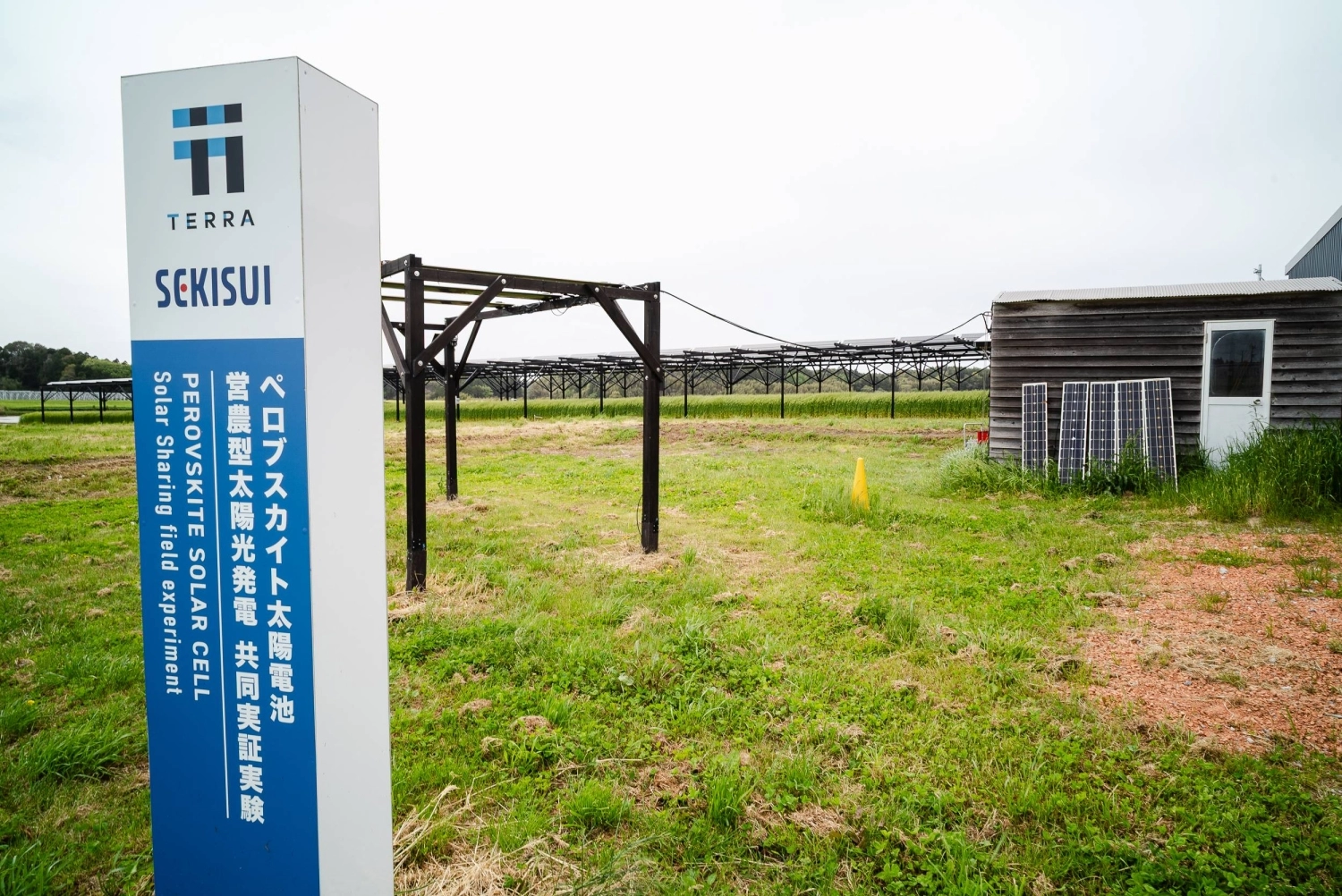 A test field for film-type perovskite solar cells at a solar sharing farm in Sosa, Chiba Prefecture A test field for film-type perovskite solar cells at a solar sharing farm in Sosa, Chiba Prefecture