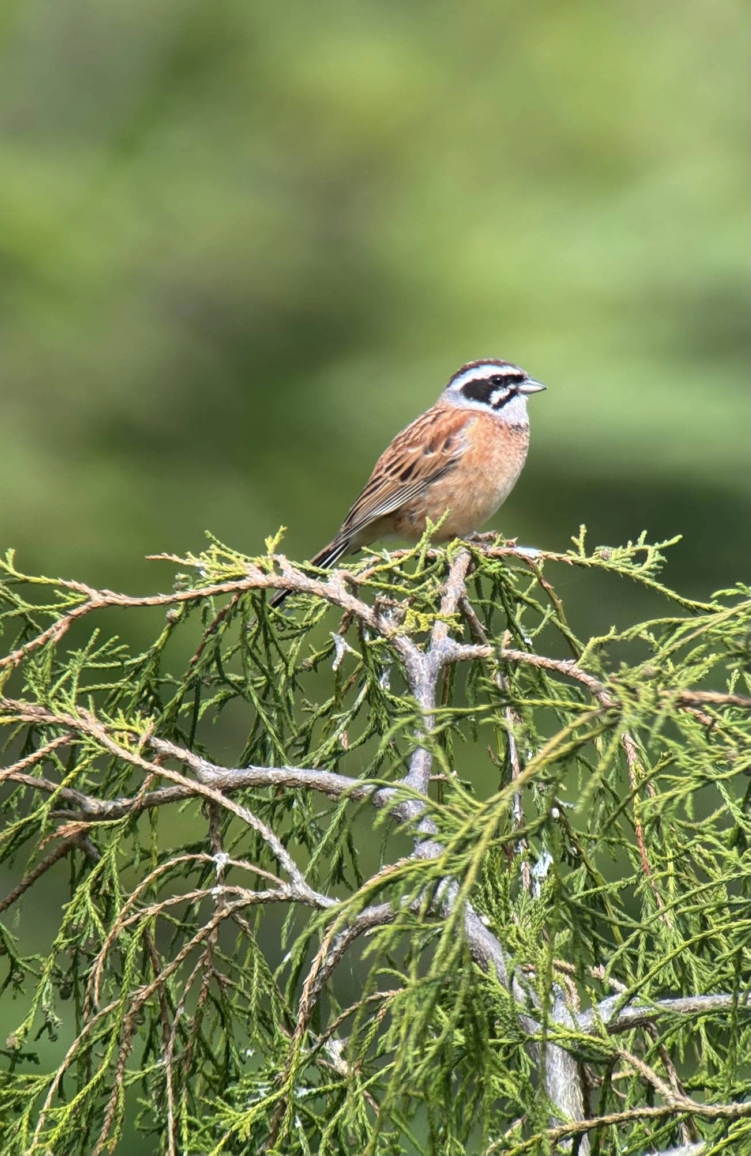 A meadow bunting is spotted in Hokkaido. A meadow bunting is spotted in Hokkaido.