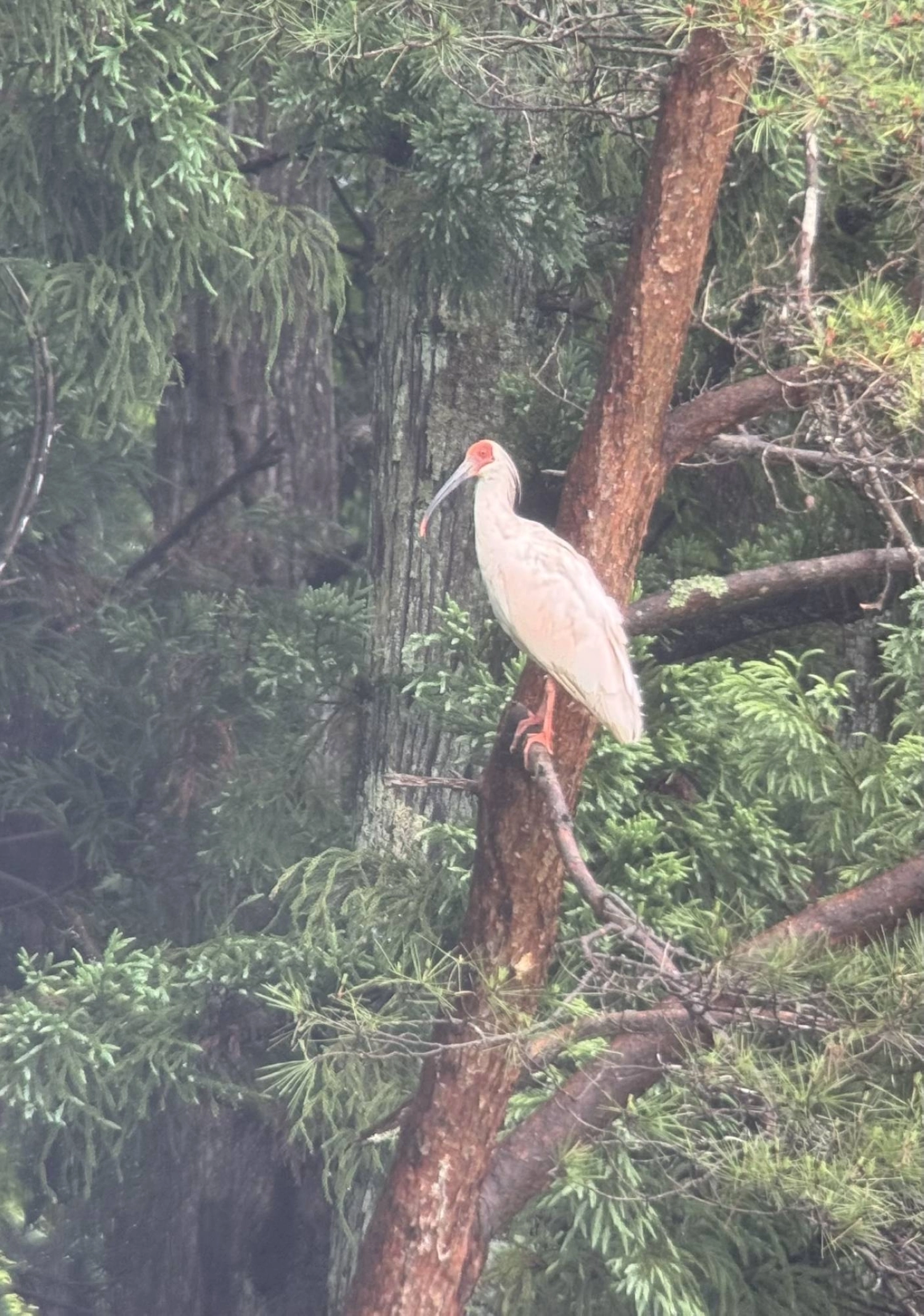 An endangered crested ibis is spotted on Sado Island. An endangered crested ibis is spotted on Sado Island.