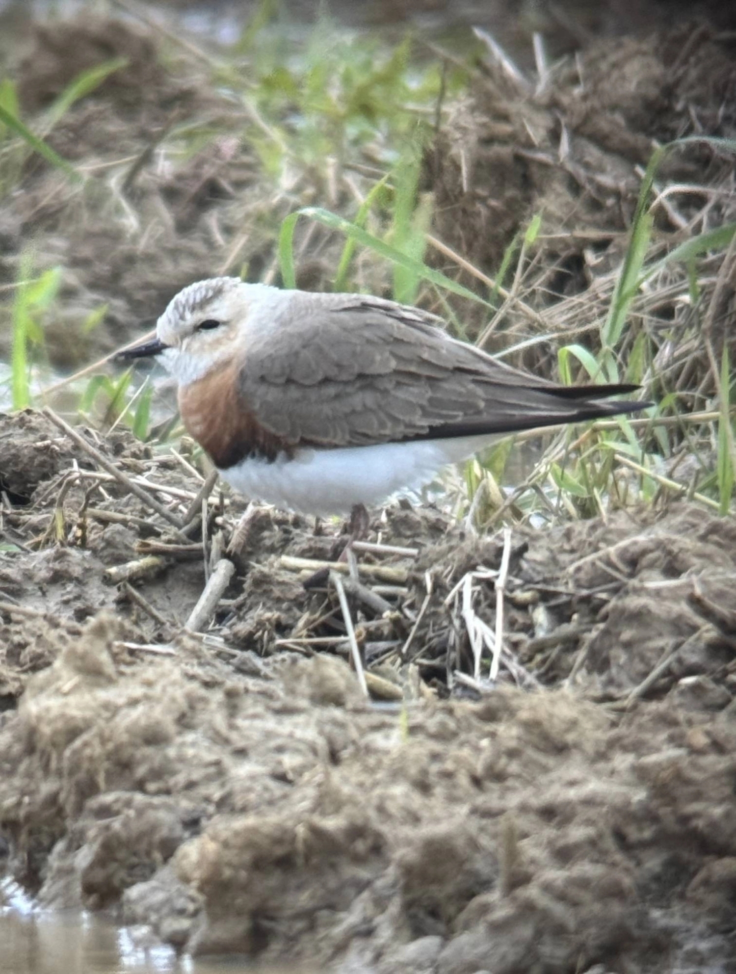 Birds spotted by Mark Brazil on his journey across Japan included the rare Oriental plover on Yonaguni Island. Birds spotted by Mark Brazil on his journey across Japan included the rare Oriental plover on Yonaguni Island.