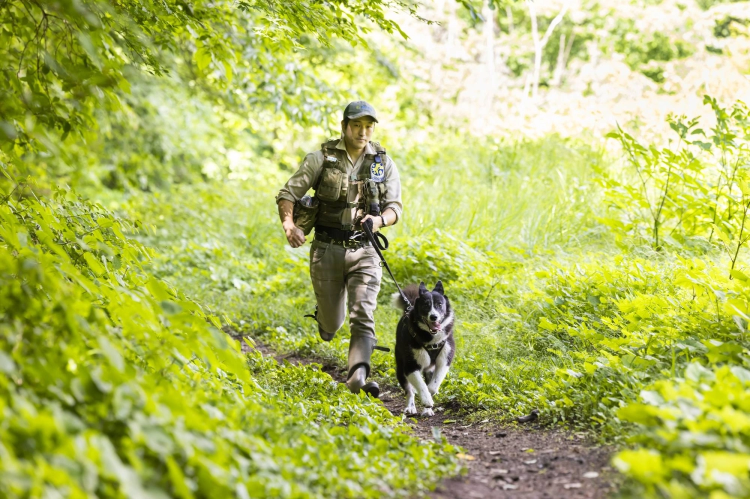 Picchio staff go out on patrols with Karelian bear dogs, whose barks deter bears from roaming too far into areas frequented by humans. Picchio staff go out on patrols with Karelian bear dogs, whose barks deter bears from roaming too far into areas frequented by humans.