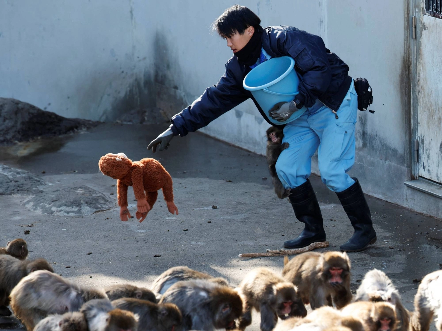 A zookeeper places a stuffed orangutan on the ground as baby Japanese macaque Punch clings to his leg at Ichikawa City Zoo, in Chiba Prefecture in February. A zookeeper places a stuffed orangutan on the ground as baby Japanese macaque Punch clings to his leg at Ichikawa City Zoo, in Chiba Prefecture in February.