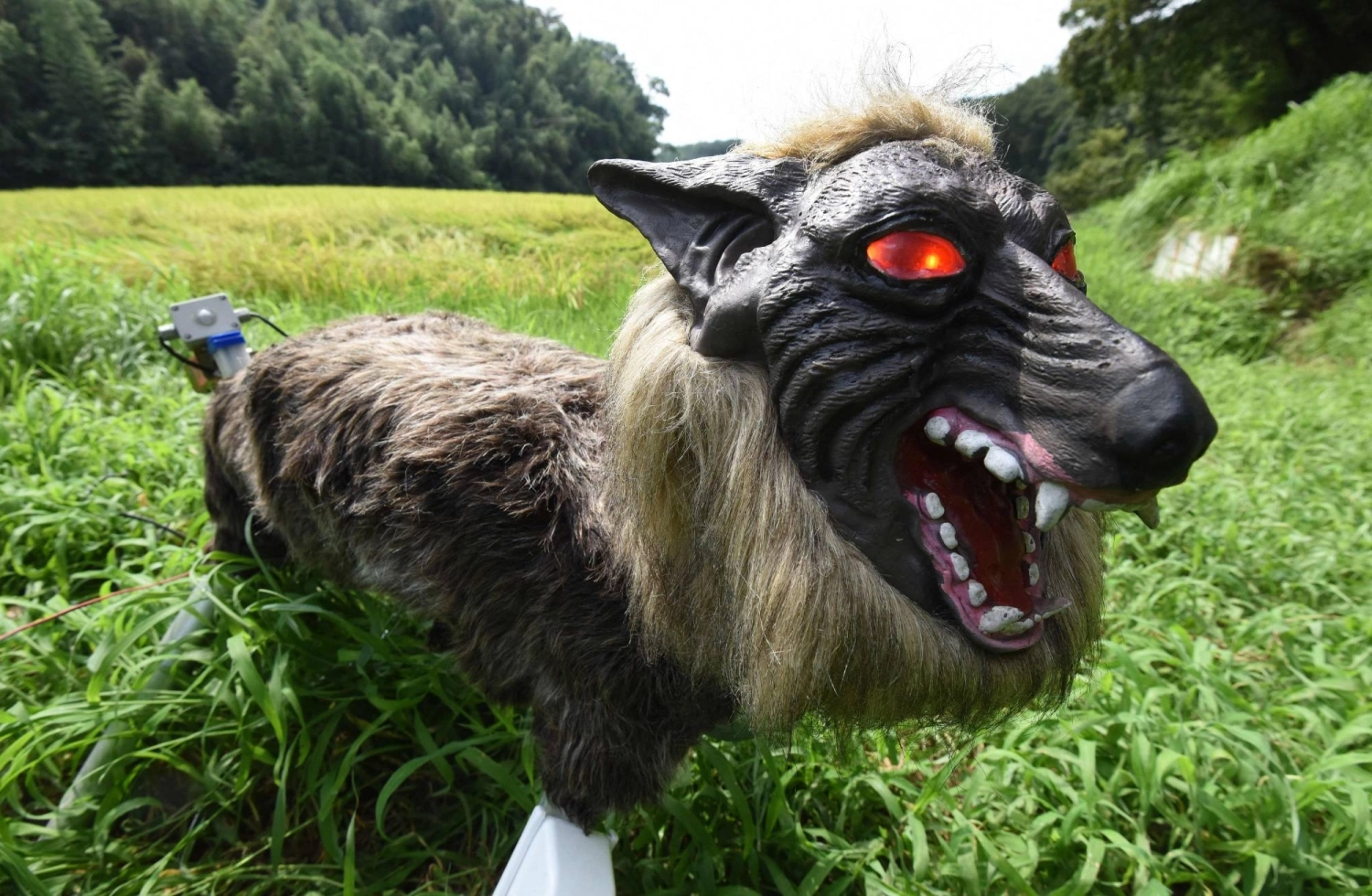 Robot wolves' in high demand to scare off bears in Japan - The Japan Times