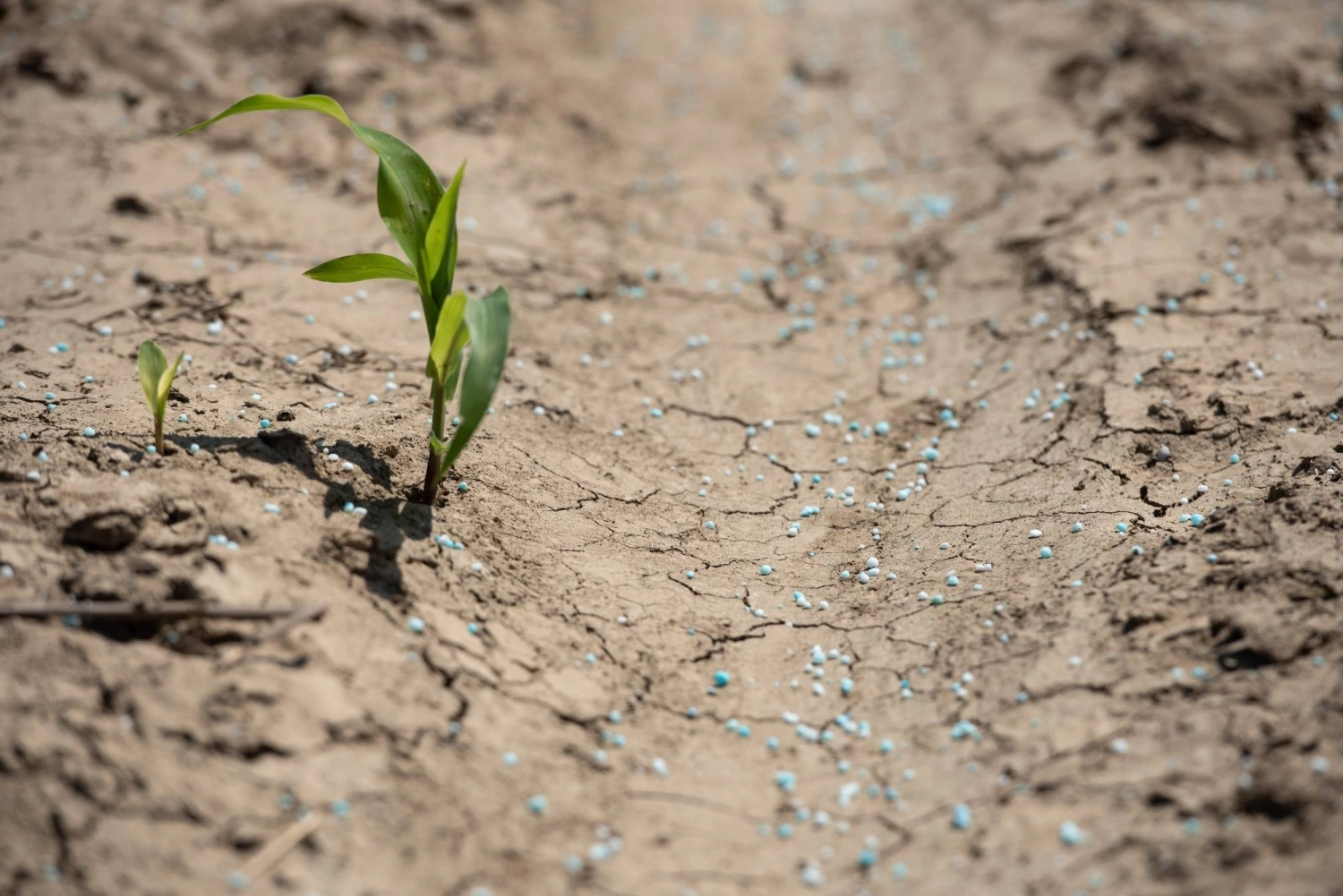 A mixture of urea and ammonium sulfate fertilizer on a corn field in Glendora, Mississippi.