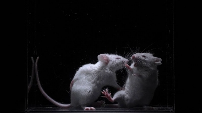 The aggressive mouse (left) used in the experiment and a mouse defending itself