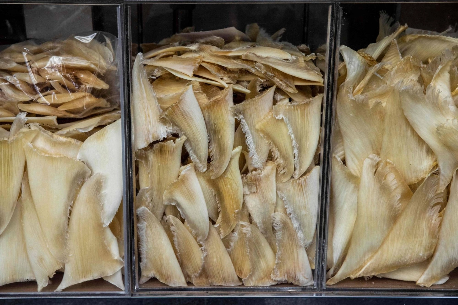 Shark fins on display at a shopfront in Hong Kong in 2022.