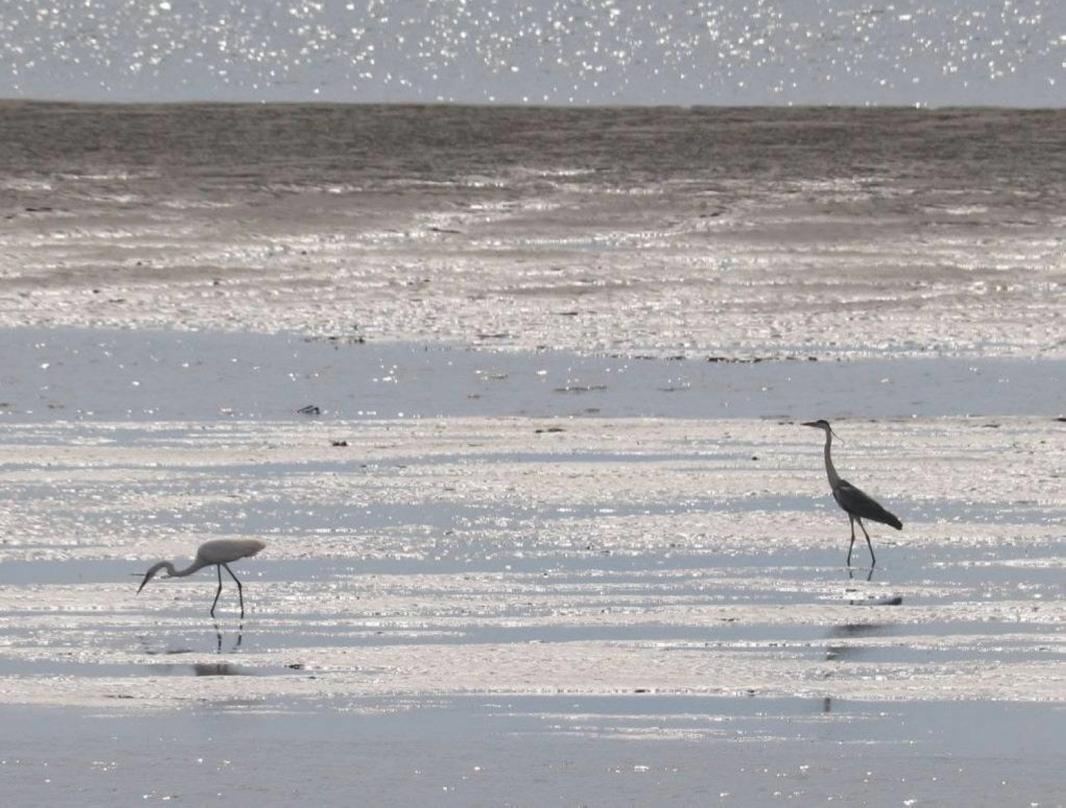 Wild birds look for food on a tidal flat in Nagoya during low tide. Wild birds look for food on a tidal flat in Nagoya during low tide.