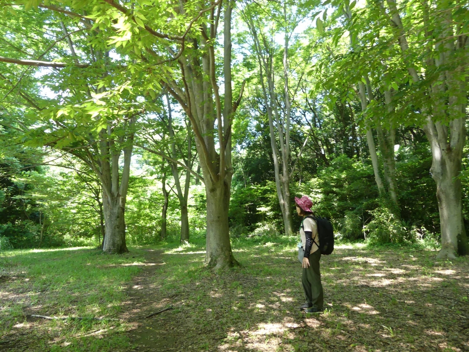 Beyond environmental benefits, urban forestry has therapeutic effects: <i>Shinrin-yoku</i> (forest bathing) is known to reduce stress hormones in the blood, activate natural killer cells in the body, and generally improve people’s mood. Beyond environmental benefits, urban forestry has therapeutic effects: <i>Shinrin-yoku</i> (forest bathing) is known to reduce stress hormones in the blood, activate natural killer cells in the body, and generally improve people’s mood.