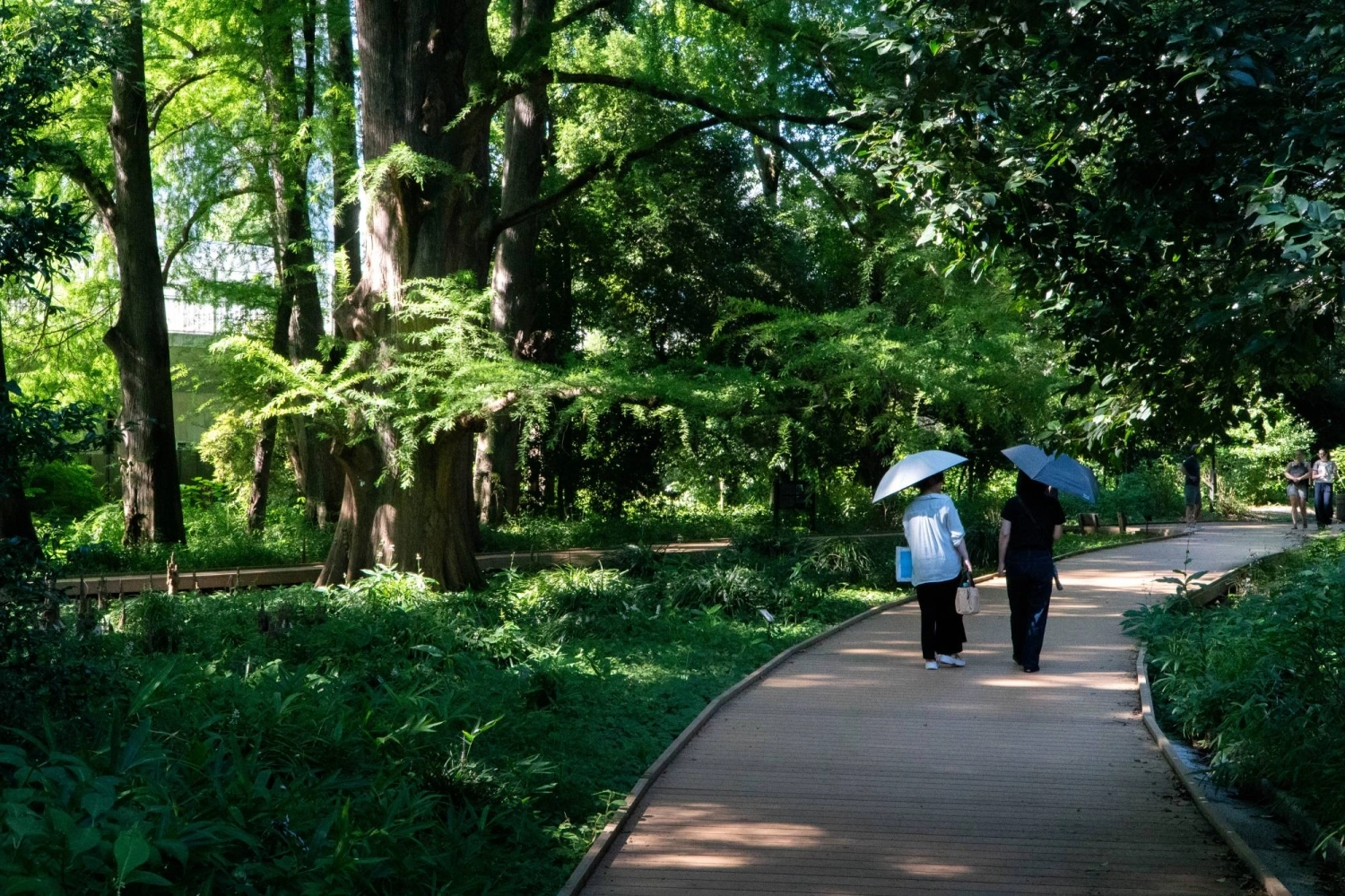 People take shelter from the sun in Tokyo's Shinjuku Gyoen on a hot summer's day. People take shelter from the sun in Tokyo's Shinjuku Gyoen on a hot summer's day.
