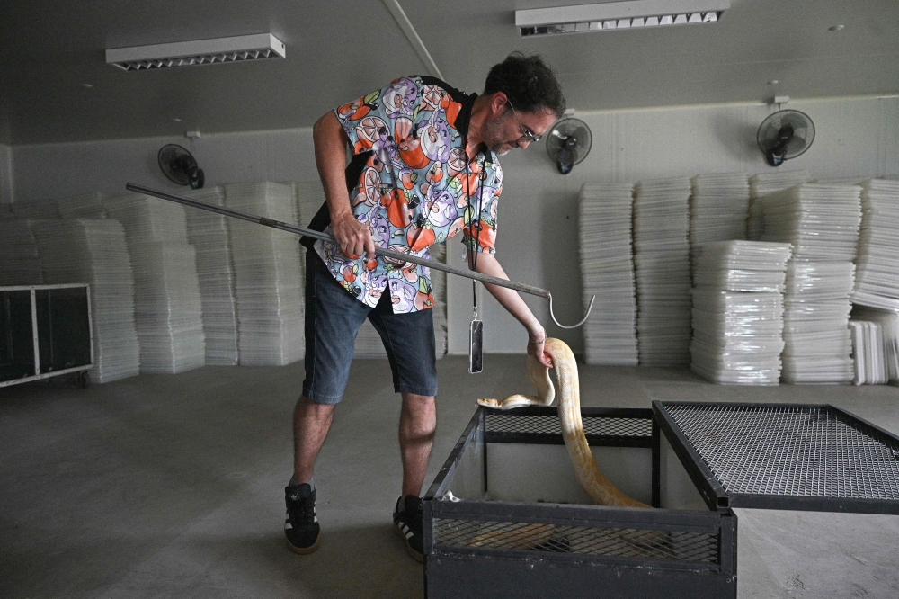 Python Meat Farm Snakes on a plate: As demand for meat grows globally, scientists tout ...