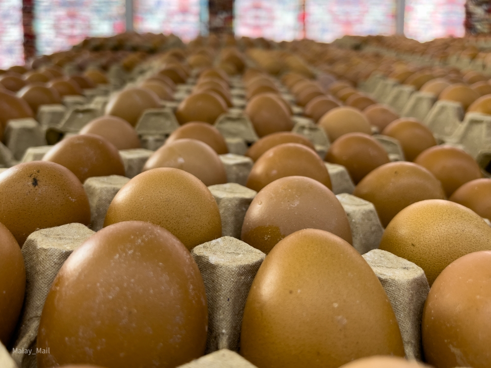 Putrajaya to scrap egg subsidy by August 1, phase-out begins tomorrow ...