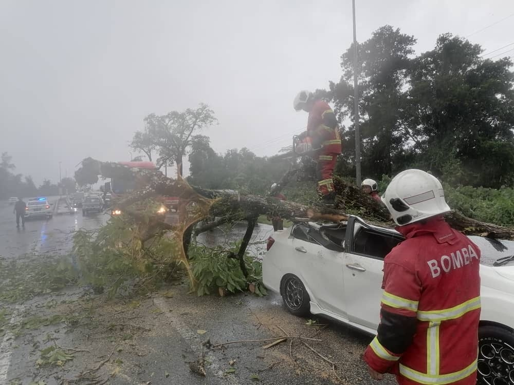 Driver hurt, passengers unscathed after tree falls on moving car in ...