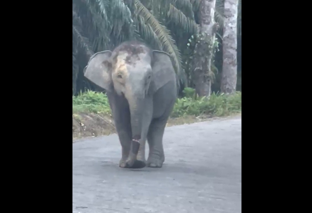 Search continues in Sabah for Kalabakan elephant with severe trunk injury, probe into mutilation ongoing Screengrab shows the Bornean elephant with the semi-severed trunk. — Video from social media via The Borneo Post