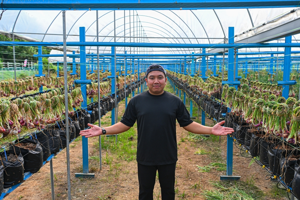 Malaysia wants fewer imported onions — and this 32-year-old farmer from Negeri Sembilan is stepping up Agropreneur Muhammad Nazirullah Mohamad Nazlan stands among his red onion crop at his farm in Ulu Pilah, Negeri Sembilan, where he is expanding local onion cultivation using fertigation and IoT technology. — Bernama pic