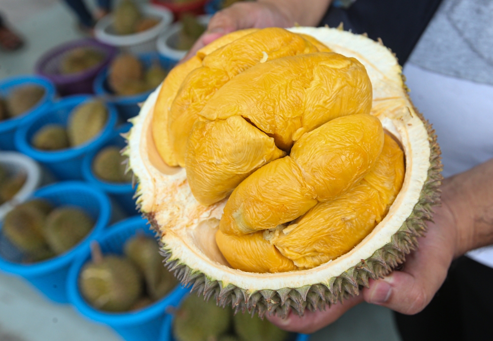 Durian glut hits Penang: Exporters face high costs, dumping drives prices down despite king’s demand The Penang state government is trying to help local durian exporters to deal with the dumping of the king of fruits that has occurred following constraints in exporting to overseas markets. — Picture by Farhan Najib