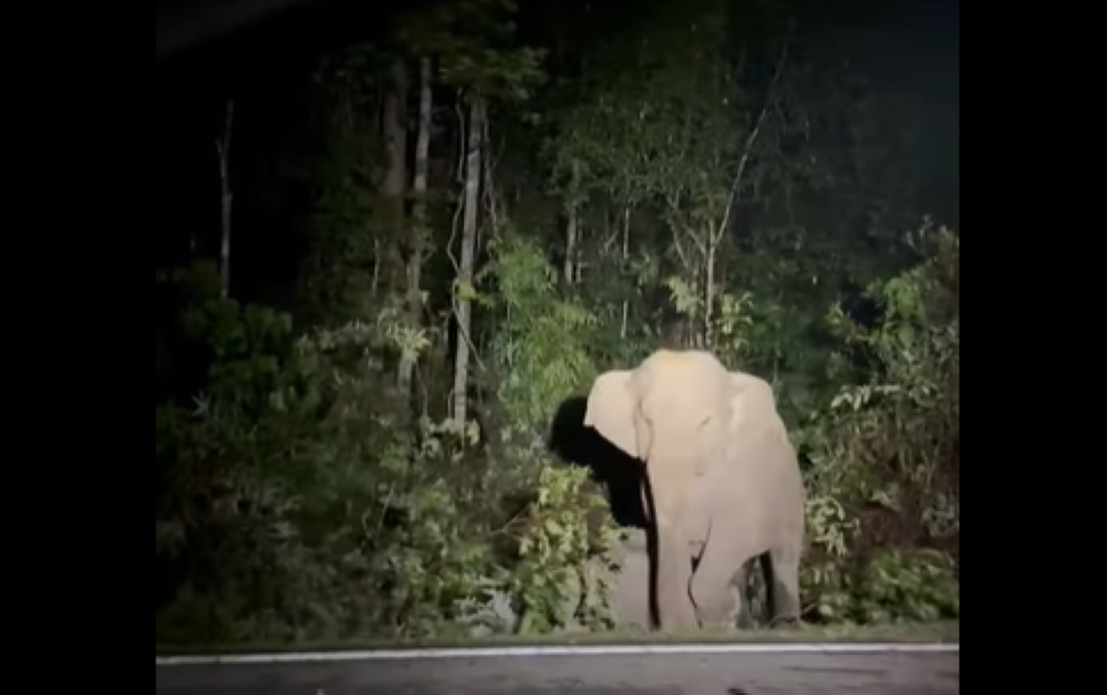 Johor’s RM66m wildlife crossing with 1.2km flyover set for 2028, promising to cut roadkill and safeguard lives A mother elephant keeps vigil beside her five‑year‑old calf, killed in a car collision in Mersing yesterday, waiting for seven hours before the carcass was buried. — Screengrab via social media video