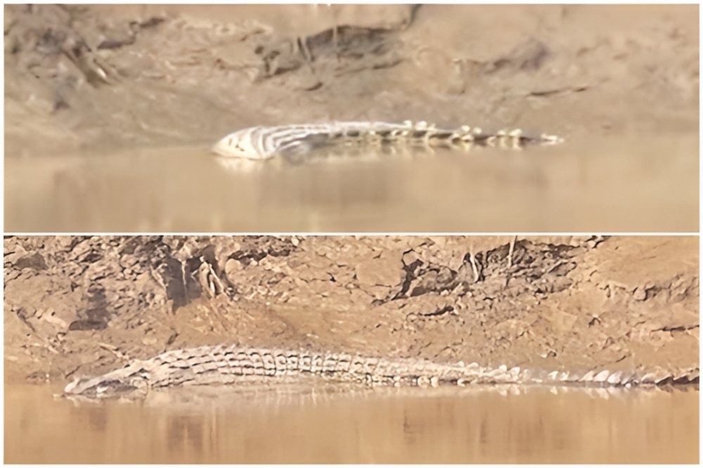 Two deaths, rising sightings: Are Sabah’s crocodiles getting too close for comfort? Two crocodiles spotted along Sungai Padas in June 2026 have residents nearby fearful for their safety after two people died in separate incidents. — Daily Express pics