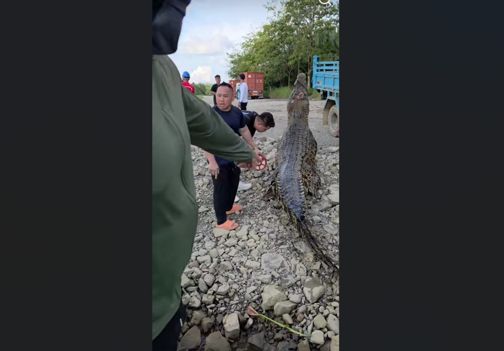 Monster five metre crocodile captured in Sarawak’s Sungai Tatau after sightings, attacks (VIDEO) The crocodile hunters with the massive reptile. — The Borneo Post pic