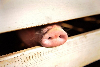 Tanjong Sepat to be free of pig farms by October, says Selangor exco The timeline would allow the remaining piglets in the area to reach maturity at seven to eight months of age before being disposed of, said Selangor Infrastructure and Agriculture Committee chairman Datuk Izham Hashim. — AFP pic
