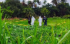 Police: Farmer spraying pesticides discovers sack with skeletal remains at Kangar farm District police chief ACP Yusharifuddin Mohd Yusop said police received information on the discovery at 10.20am after a man spotted the sack while spraying pesticides at his farm. — Bernama pic