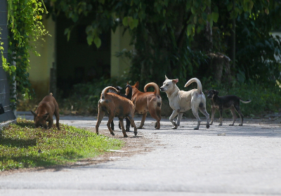 Nearly 2,000 dogs and cats neutered under Perak initiative since 2024 State Housing and Local Government Committee chairman Sandrea Ng Shy Ching said that during the same period, 1,285 dog licences were also issued through collaboration with local authorities. — File picture by Farhan Najib