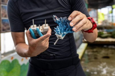 How scientists are toughening up Okinawa’s corals for a warming world Shoichi Ikeno, head of local diving company Lagoon, holds coral seedlings in Onna village, Okinawa Prefecture, July 9, 2026. — AFP pic