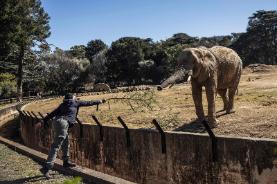In South Africa, a court case tests the future of elephants in zoos Pachydermist Pinky Modina feeds Ramadiba, one of the three remaining elephants in zoo captivity in South Africa, at Johannesburg Zoo on July 24, 2026. — AFP pic