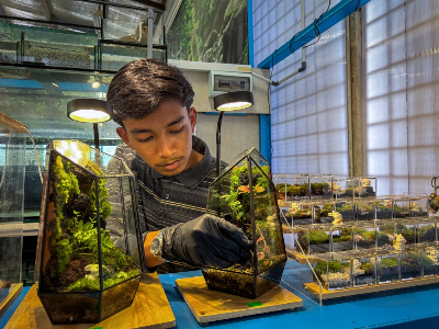 From recycled jars to RM570 terrariums: How a Penang student builds miniature worlds in glass Muhammad Syukur Abdullah arranges moss, wood and stones inside a terrarium at Jeli Polytechnic, where he is studying Aquaculture Technology. — Bernama pic