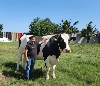 Got milk? Johor dairy project Jemaluang Dairy Valley is just getting started, targets 12 million litres by end 2026 (VIDEO) Jemaluang Dairy Valley chief executive officer Qasem Alhasan stands beside a Jersey Friesian cow at the dairy farm in Mersing, Johor, and aspires to build an internationally competitive dairy industry that Malaysians can be proud of. — Picture from Facebook/Qasem Alhasan