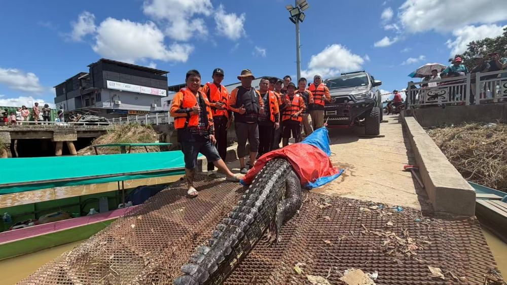 Sarawak hunters haul in record 18.7-foot crocodile, 10th catch along Baram River this year The licensed hunting team with the 18.7‑foot crocodile caught near Marudi bridge on Sunday. — The Borneo Post pic