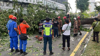 MBPP blames root rot and trunk cavity for Angsana collapse in George Town Root rot and a cavity in the base of a 90-year-old Angsana tree, compounded by chronic soil compaction and limited rooting space, contributed to its collapse along Jalan Macalister here today. — Picture via Facebook/Majlis Bandaraya Pulau Pinang