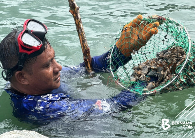 Pulau Tuba's ‘gayam’ snail: From local delicacy to tourism draw The coastal snail is known for its sweet taste and meatier flesh compared with lala, commonly known in the northern region as ‘siput retak seribu’. — Picture from X/Bernama