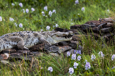Rising Kenyan lakes push crocodiles closer to homes A crocodile perch on a stone hedge around a domestic compound now almost completely inundated in the rising waters of the Lake Bogoria in Marigat sub-county, Baringo county on July 27, 2026. Lake Baringo and other lakes in Kenya's Rift Valley have risen to levels not seen in at least half a century, with scientists attributing the surge to extreme rainfall linked to climate change. Tens of thousands of people have been displaced to higher ground, according to official disaster management data, yet many victims say the lakes keep following them. — AFP pic