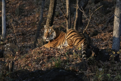 Bad kitty: Amur tiger runs off with wildlife photographer’s camera trap in Russia The centre posted a video on its Telegram channel showing the tiger carrying in its mouth a large camera with its wires torn out of a small cave. — Photo via Amur Tiger Centre