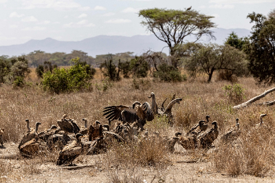 Vulture refuses to budge from Ryanair plane on Crete island A wake of vultures feed on the carcasses of a mother and calf elephant at Kimana Sanctuary, on the outskirts of Amboseli National Park, on August 12, 2026. A vulture who refused to budge had to be removed from the wing of a Ryanair flight awaiting takeoff on the Greek island of Crete, in order to avoid potential damage to the plane, a local newspaper reported today. — AFP pic