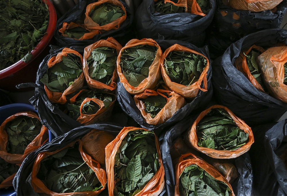 Police raid in Kampung Bukit Rangin unveils ketum leaves stockpile, 187.5kg seized Police arrested a married couple suspected of processing and selling ketum water at a house in Kampung Bukit Rangin here on Sunday, with ketum leaves and related items seized valued at RM15,745. — File picture by Azneal Ishak