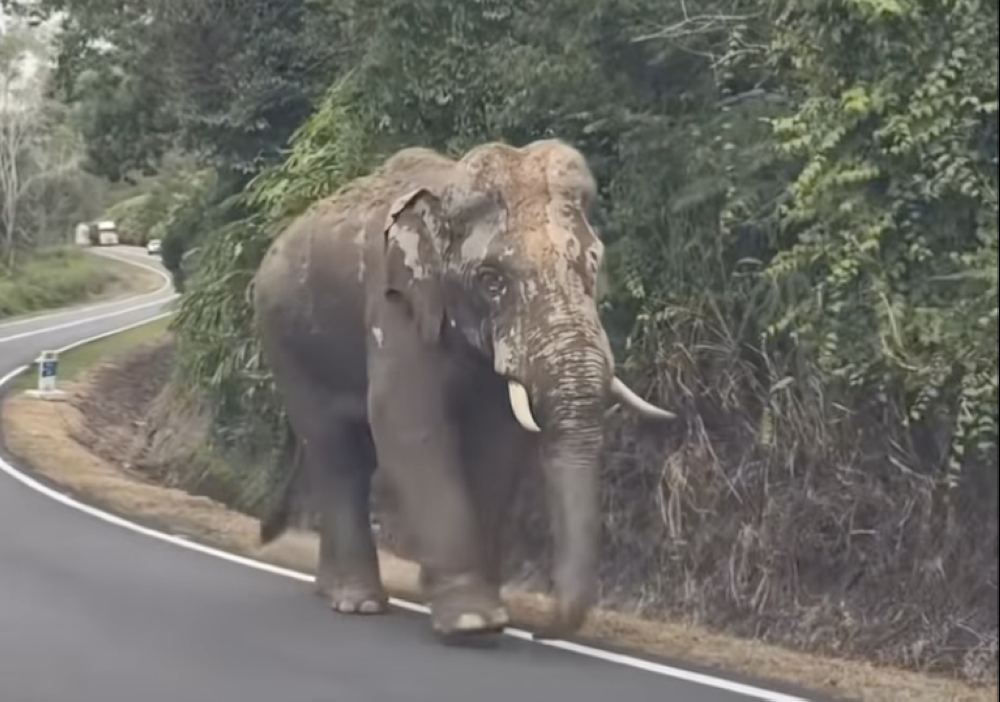 ‘His leg is still injured’: Concern grows as elephant Sulong reappears in Gerik Motorists reported seeing Sulong back in Gerik, with the injury to his leg still visible. — Picture via social media