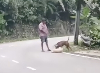 Penang council seizes licensed dog after viral video shows attack on stray in Tanjung Bungah A dog is seen attacking a smaller stray, known as Tim, at Pearl Hill in Tanjung Bungah, Penang, in footage that later went viral. The Penang Island City Council has since seized the dog, while the Veterinary Services Department is investigating the incident under the Animal Welfare Act 2015. — Social media screengrab