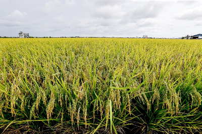 Mat Sabu: Malaysia needs rice self-sufficiency rate of at least 80pc for secure supply Agriculture and Food Security Minister Datuk Seri Mohamad Sabu says Malaysia needs to raise its rice self-sufficiency ratio to at least 80 per cent to ensure adequate supply. — File picture by Sayuti Zainudin