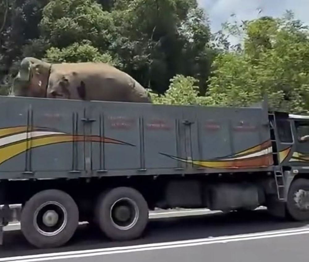 Perhilitan relocates elephant ‘Sulong Chalil’ to Terengganu Taman Negara after Gerik recapture A wild male elephant known as ‘Sulong Chalil’ has been relocated today to Terengganu Taman Negara through the Tasik Kenyir entrance, a natural forest habitat suitable for wild elephants. — Picture via Facebook
