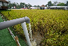 National farmers’ group cleans house, shuts nine subsidiaries as scrutiny grows over Malaysian farm support Paddy plants grow in a field as water is channelled into the plot. Delays in the distribution of subsidised fertiliser in Kedah have affected about 38,000 farmers in the Muda Agricultural Development Authority area. — Bernama pic