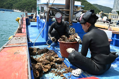 The sea is dangerous, but for some young South Korean women, escaping the rat race means diving into the deep end Woo Jung-min (left) and Jin So-hee (right) join the centuries-old tradition of South Korean women known as ‘haenyeo’ who freedive to harvest seafood off the coastal town of Geoje. — AFP pic