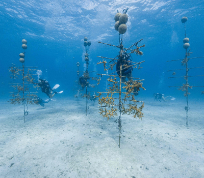 Meet the coral matchmakers betting on Florida’s toughest survivors A diver (centre) from the University of Miami’s Rescue a Reef programme inspects staghorn coral fragments growing on an underwater nursery tree, part of an effort to identify which genetic strains best withstand rising ocean temperatures, off the coast of Key Biscayne, Florida, on August 28, 2026. — AFP pic