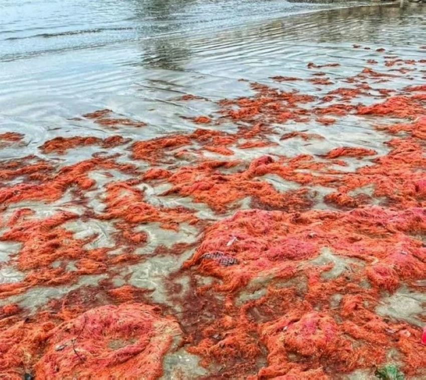 تحذير بيئي يهز ماليزيا.. «الطحالب الحمراء» تحول شواطئ بينانغ إلى منطقة محظورة