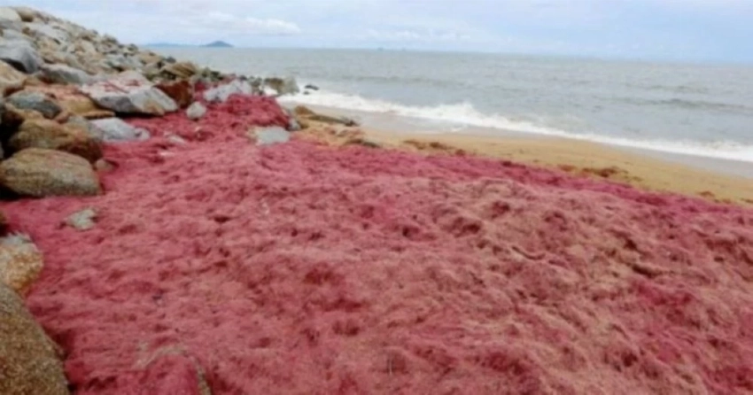 تحذير بيئي يهز ماليزيا.. «الطحالب الحمراء» تحول شواطئ بينانغ إلى منطقة محظورة