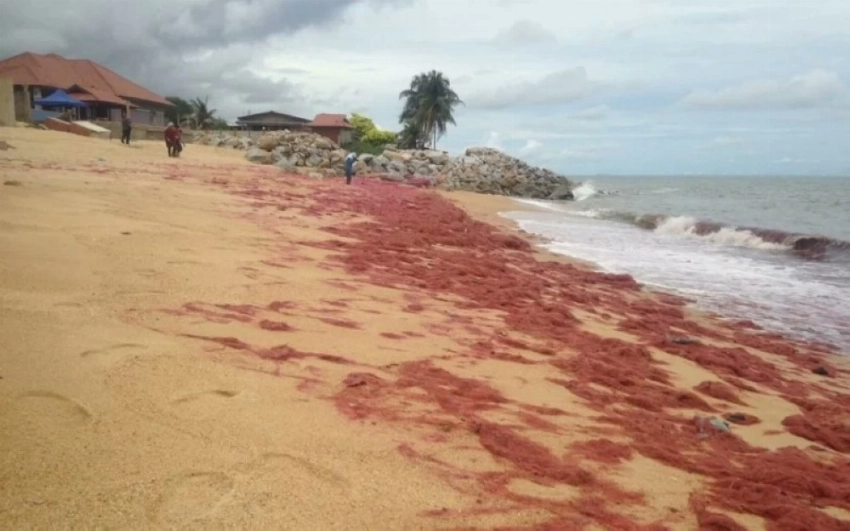 تحذير بيئي يهز ماليزيا.. «الطحالب الحمراء» تحول شواطئ بينانغ إلى منطقة محظورة